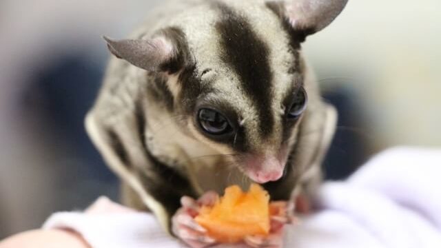 フクロモモンガの値段相場はいくら 人になつく 飼う注意点を紹介 さっくの気になる情報発信